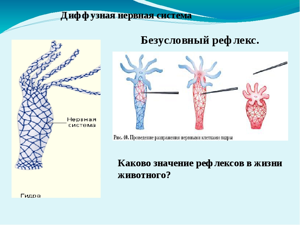 Kraken супернет рынок