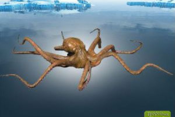 Kraken супернет gigageek ru