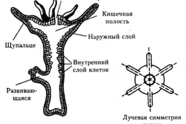 Кракен магазин тор